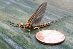 bigmayfly