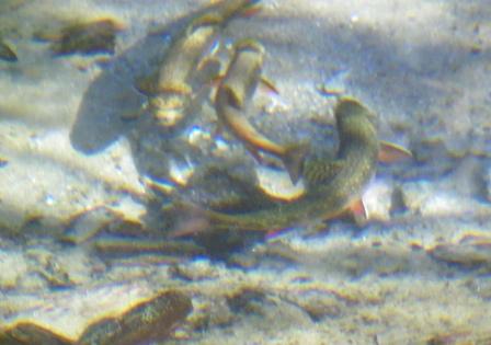 Spawning Brook Trout