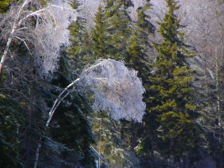 bent birch boathouse