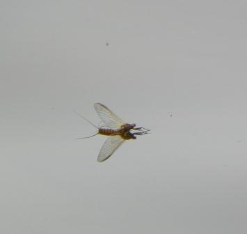 mayfly