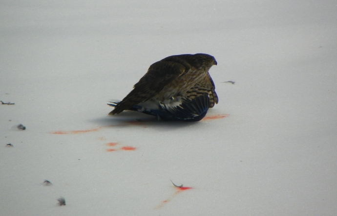 Hawk killing a bluejay