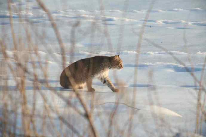 New Hampshire Bobcat