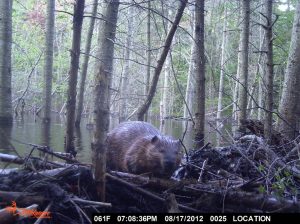Evening Beaver