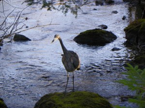heron2