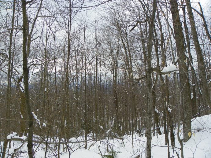 top of the sugarbush