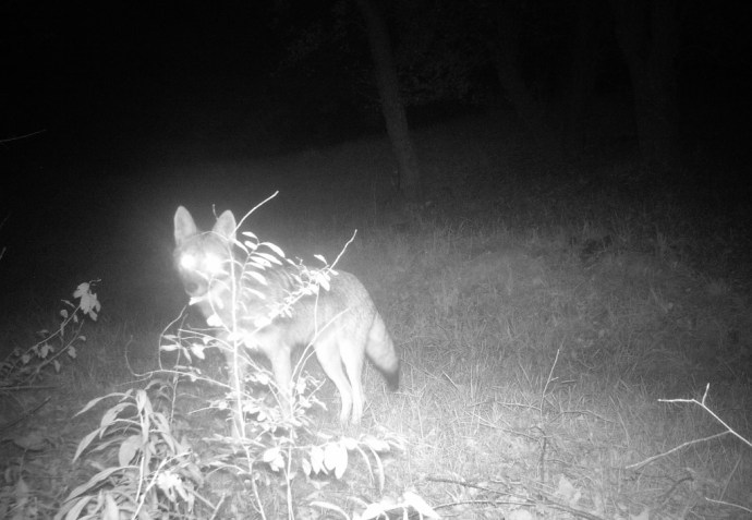 coyote in the orchard