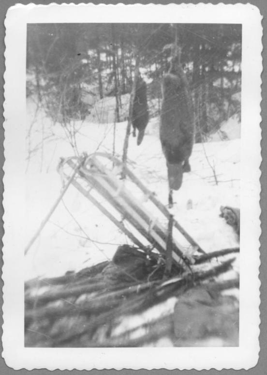 Beavers and Sled