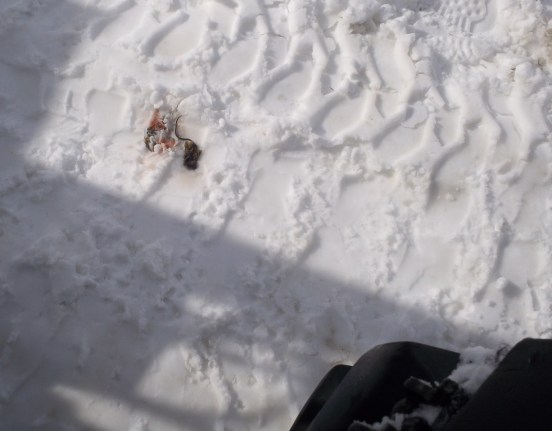 The best-laid schemes o' mice an' men ...