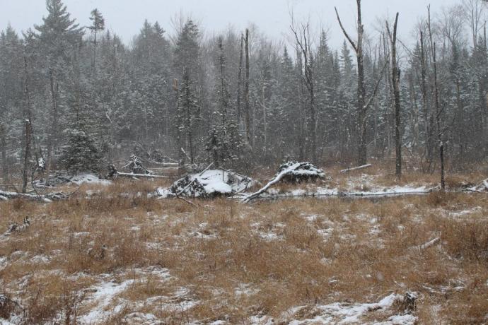 Twenty Degrees and Nary a Peep