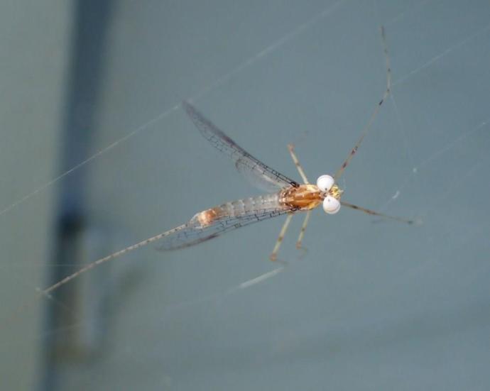 All that work for this?