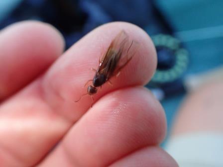 Winged Ant
